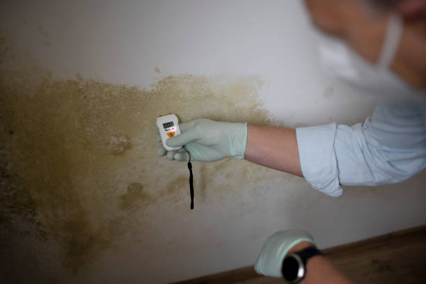 Certified Mold Removal in Cameron, WI